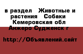  в раздел : Животные и растения » Собаки . Кемеровская обл.,Анжеро-Судженск г.